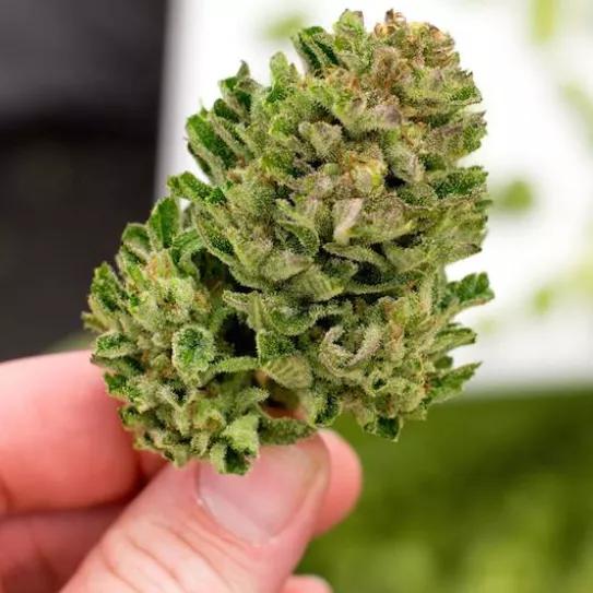 Imagen sin descripción