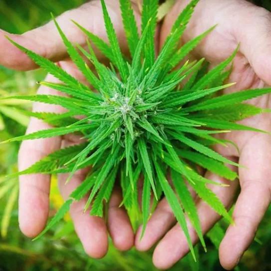 Imagen sin descripción