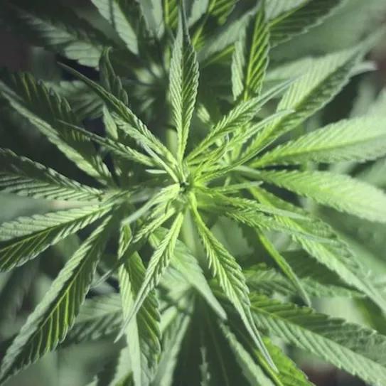 Imagen sin descripción