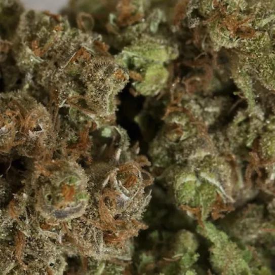 Imagen sin descripción