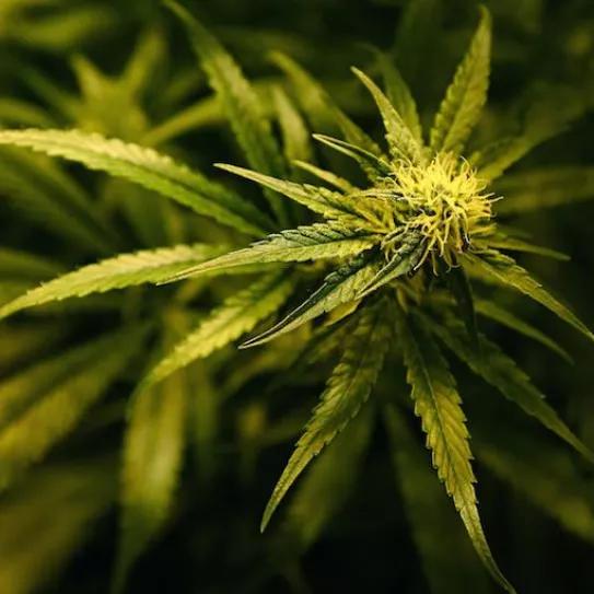 Imagen sin descripción