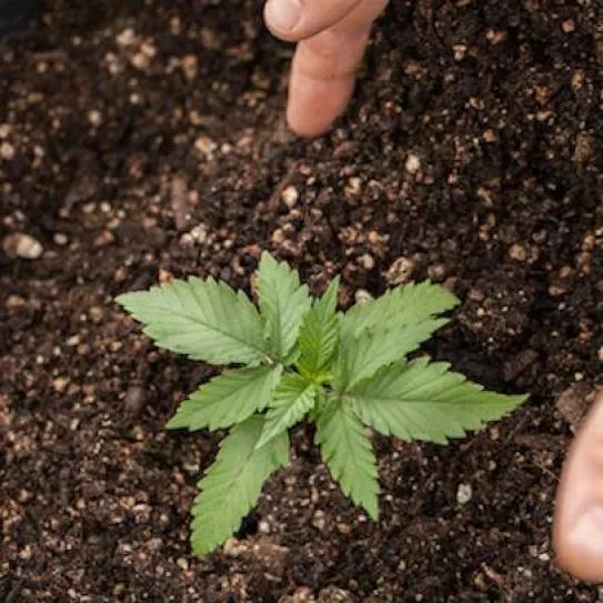 Imagen sin descripción