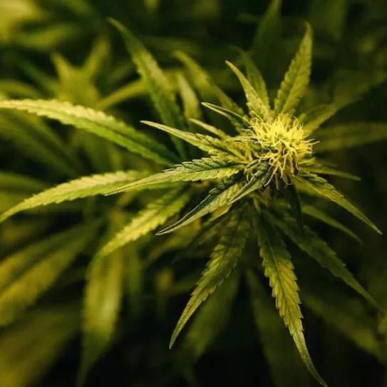 Imagen sin descripción