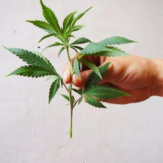 Imagen sin descripción