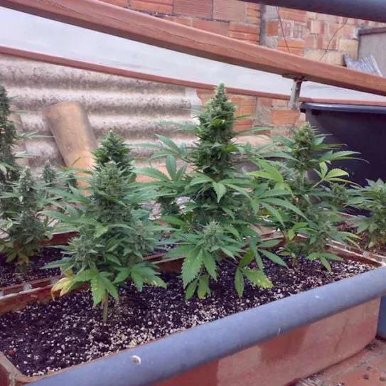 Imagen sin descripción