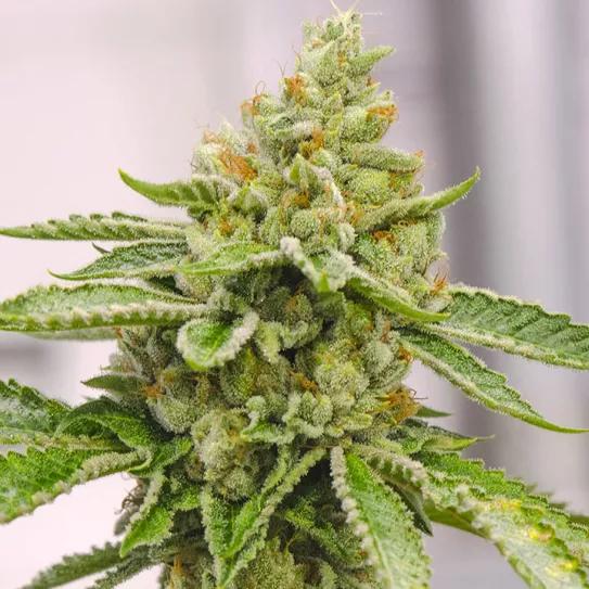 Imagen sin descripción