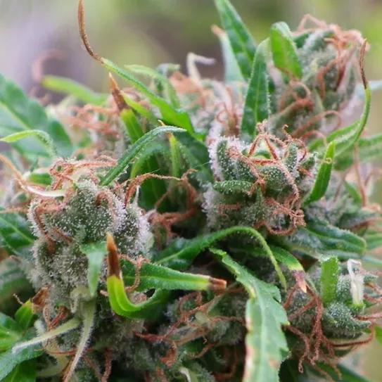 Imagen sin descripción