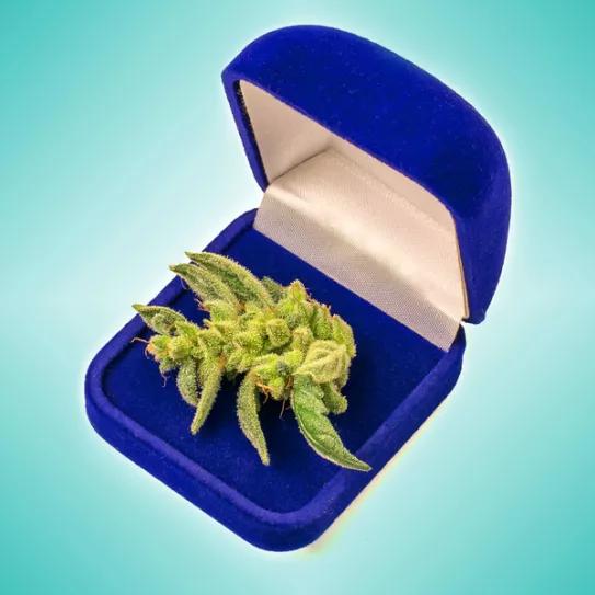 Imagen sin descripción