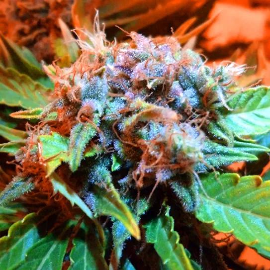 Imagen sin descripción