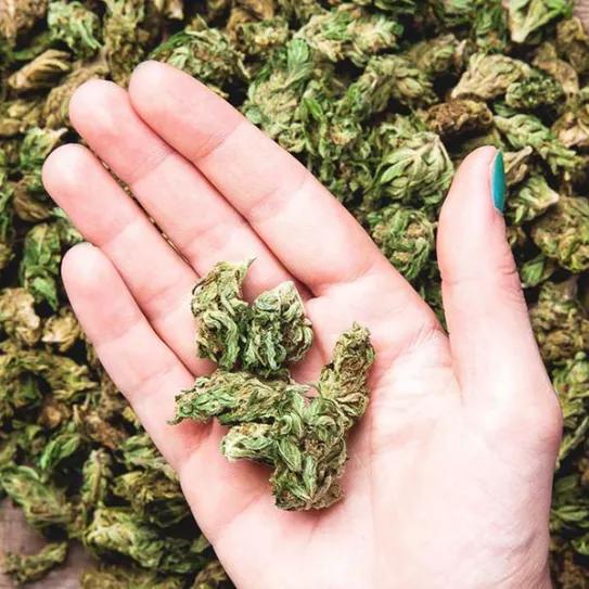 Imagen sin descripción