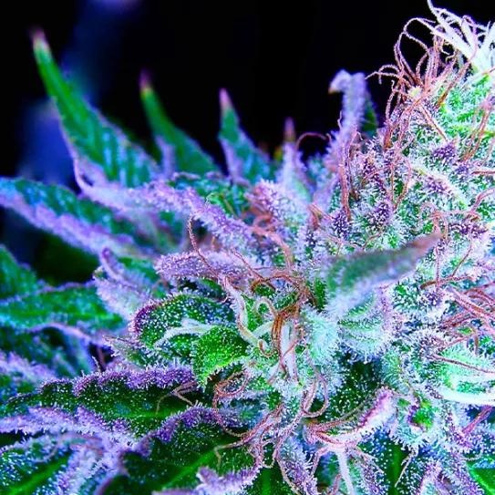 Imagen sin descripción