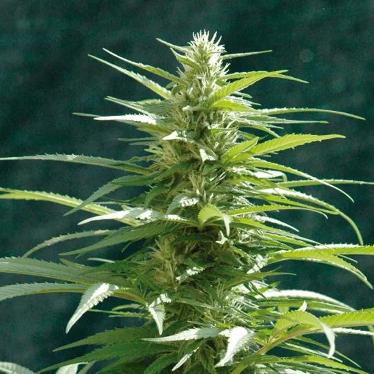 Imagen sin descripción