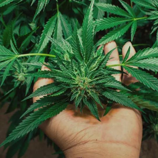 Imagen sin descripción