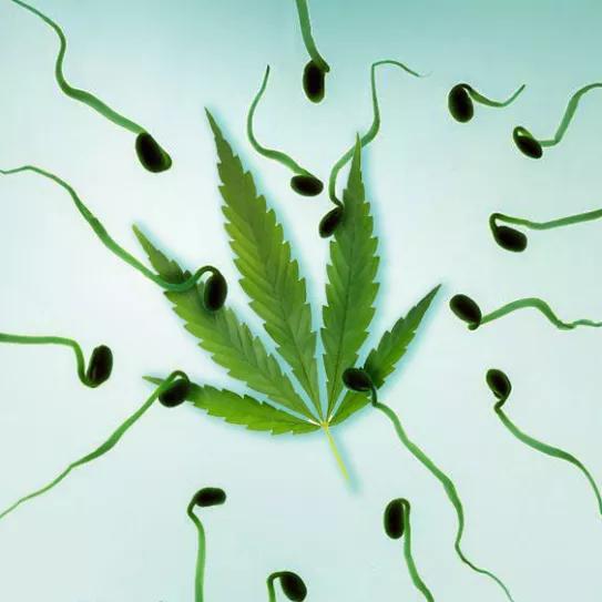 Imagen sin descripción