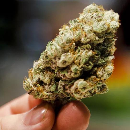 Imagen sin descripción