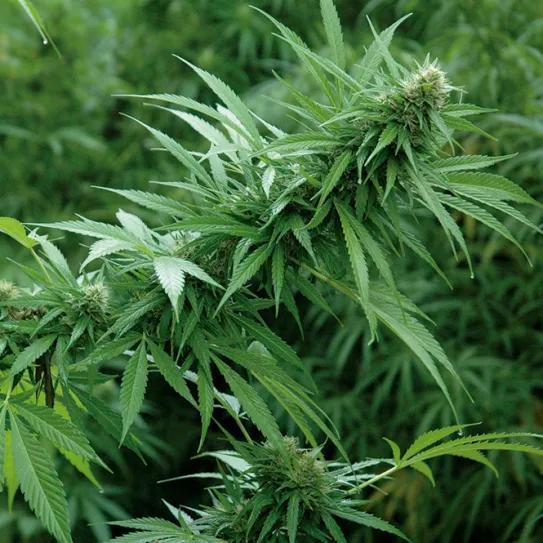 Imagen sin descripción