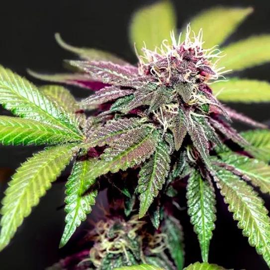 Imagen sin descripción