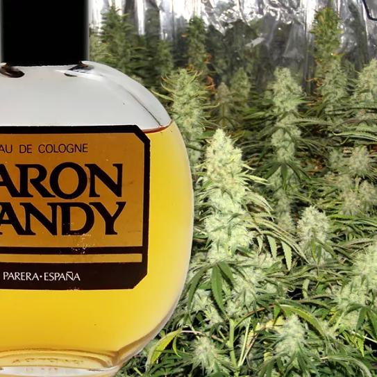 Imagen sin descripción