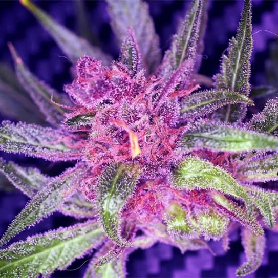 Imagen sin descripción