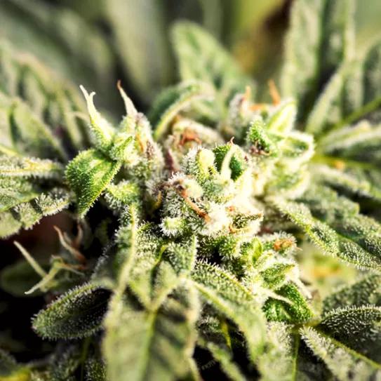 Imagen sin descripción