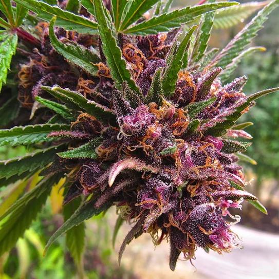 Imagen sin descripción