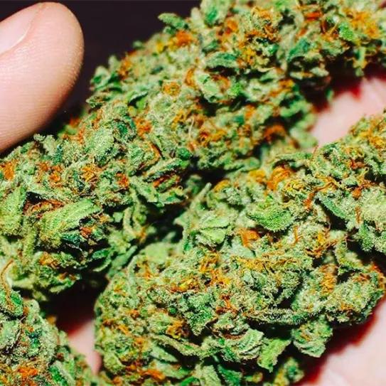 Imagen sin descripción