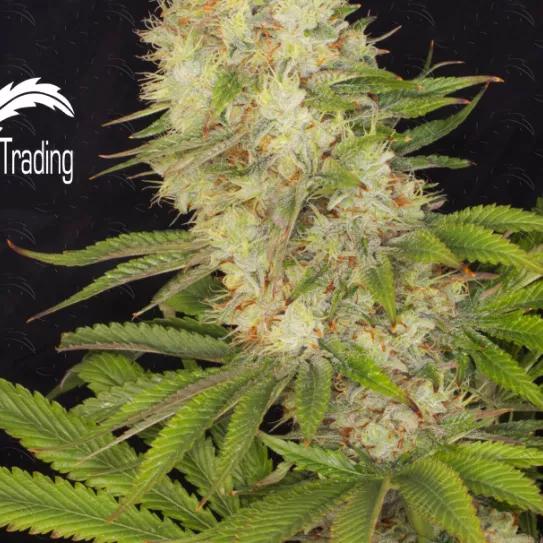 Imagen sin descripción