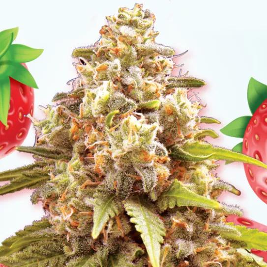 Imagen sin descripción