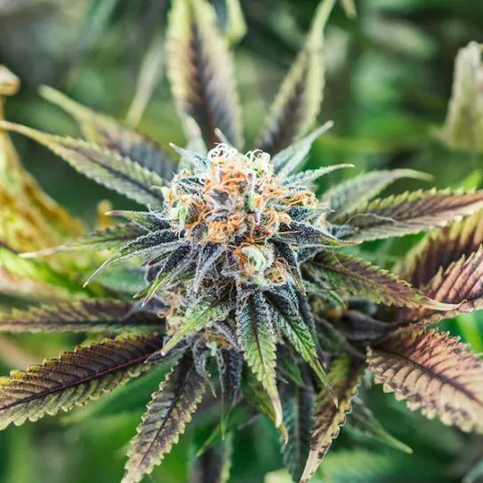 Imagen sin descripción