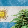 Los argentinos están con la legalización y un estudio dice que el 63% cree que debería legalizarse.