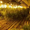Guardia Civil desmantela dos naves industriales con 6.820 plantas de marihuana