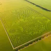 Utiliza un campo de cáñamo para hacer una obra de arte gigantesca