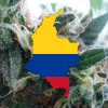 En qué consiste la ley que pretende legalizar el cannabis en Colombia