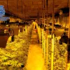 La policía desmantela un plantación subterránea con más de 1000 plantas en Toledo