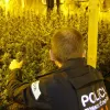 Los Mossos d'Esquadra se quejan de la exposición a las plantas de cannabis decomisadas