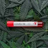 Prueban CBD sobre pacientes austríacos con covid con buenos resultados