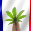 Diputados franceses recomiendan al Gobierno la regulación del cannabis 