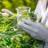 La DEA da fin al monopolio del cultivo de cannabis para investigar en EE UU