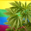 Las primeras victorias del cannabis en EE UU se deben a activistas LGTBIQ