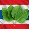 Tailandia despenaliza el kratom y planea regular su cultivo