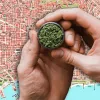 Qué va a pasar con las asociaciones de cannabis en Barcelona?