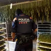 Los Mossos destruirán la marihuana incautada antes de que se celebren los juicios