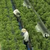 Los productores de cannabis en Canadá han vendido menos del 20% de la producción desde la legalización 