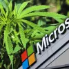 Microsoft investiga el cáñamo para construir edificios capaces de absorber carbono