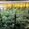Iluminación para maestros del cultivo: PAR, PPFD, LDI y otras siglas útiles 