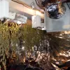 La plantació de marihuana oculta en un pis d'Avinyonet de Puigventós. MOSSOS