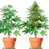 Cepas de Cannabis Autofloreciente