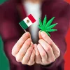 Un senador mexicano propone aplicar una amnistía para los procesados y condenados por cannabis 
