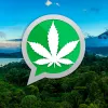 Costa Rica aprueba la regulación del cannabis medicinal con los cambios obligados por el presidente 