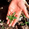 Descubren plantas de marihuana en el jardín del Parlamento neozelandés